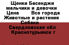 Щенки Басенджи ,мальчики и девочки › Цена ­ 1 - Все города Животные и растения » Собаки   . Свердловская обл.,Краснотурьинск г.